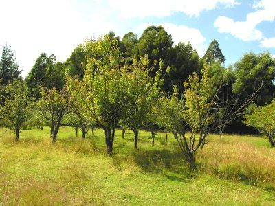 7736 Huon Highway, Strathblane