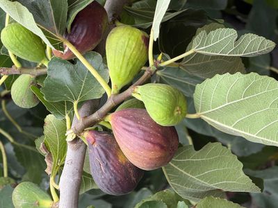 9 Clipper Court, Point Turton