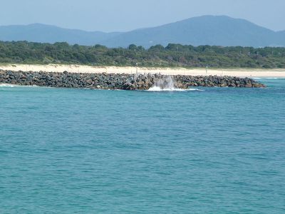 Forster