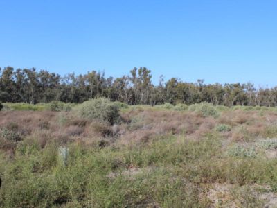 Lot 15 Edward River Road, Moulamein