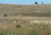 202 Jennings Lane, Molong