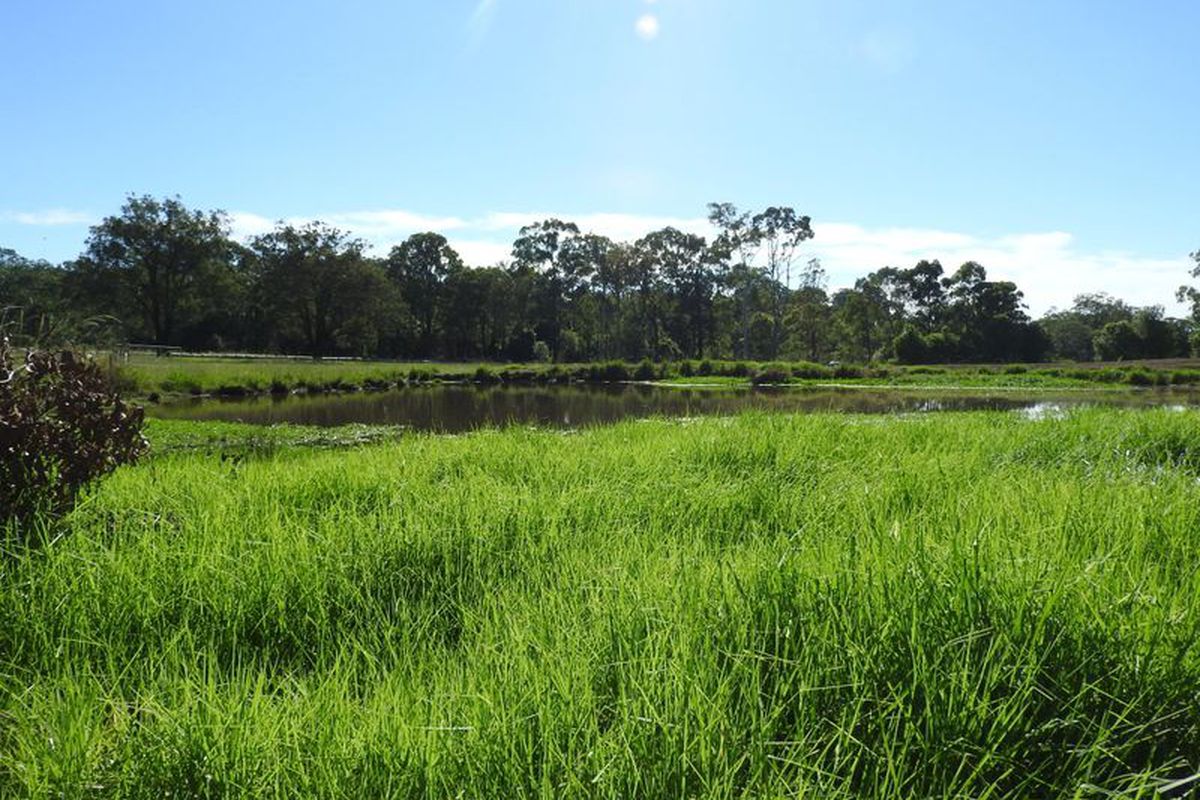 Tinonee