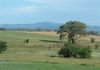 Lot 103 Molong, Orange