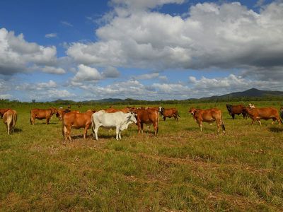 125 Flaggy Road, Cooktown