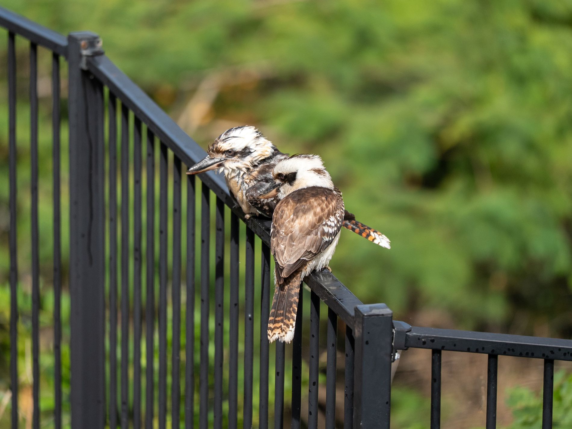 65 Panorama Drive, Tweed Heads West