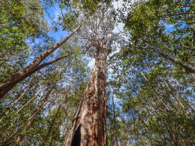 Lot 1, Link Road, Lonnavale