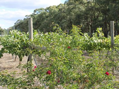 300 Old Heathcote Road, Mount Camel