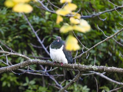 370 Rimmer Road, Helensville