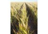 Lot 566 Coolgardie Esperance Highway, Salmon Gums
