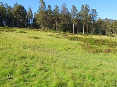 Halls Track Road, Pelverata