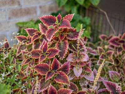 5 Leaf Place, Hamlyn Terrace