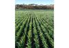 Lot 566 Coolgardie Esperance Highway, Salmon Gums