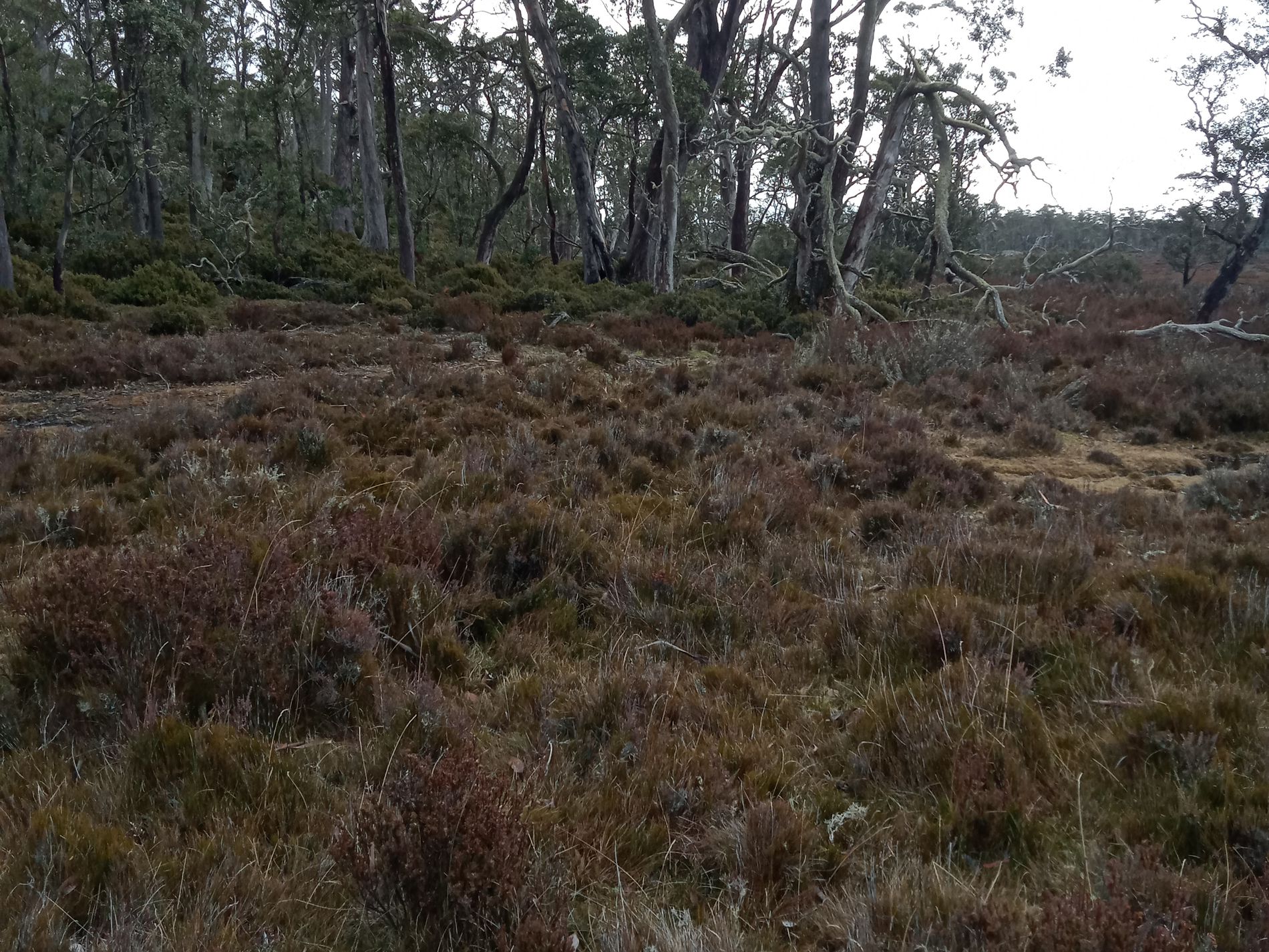 PID 5004617 'Christmas Marsh' Arthurs Lake Road, Arthurs Lake