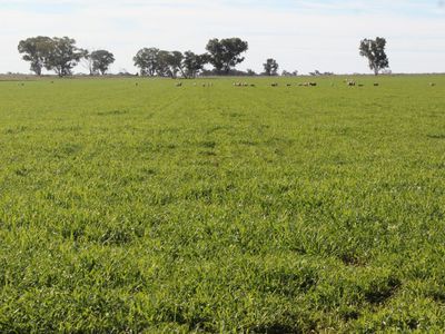 3166 Back Trundle Road, Parkes