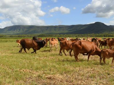 125 Flaggy Road, Cooktown