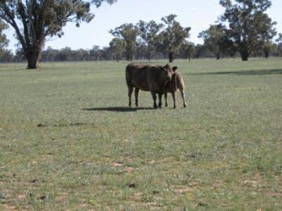 Back Walbundrie-Rand Road, Rand