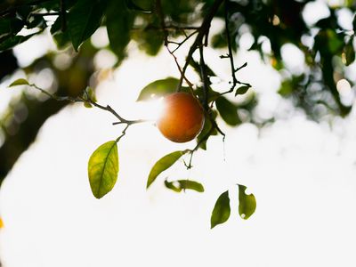 7 Hamilton Street, Bardwell Valley