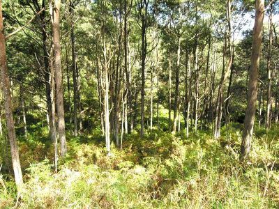 Huon Highway, Surges Bay