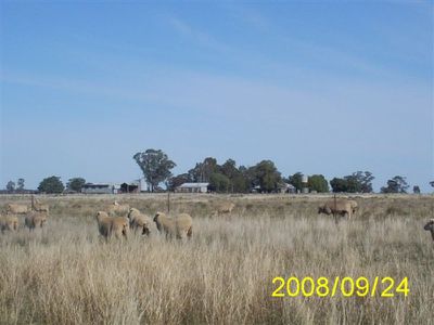 'Palmdale' 208R Mogriguy Road, Eumungerie