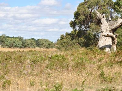 Lot 52, Wattle Road, Millicent