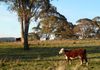Lot 3 Reyfield Drive, Orange