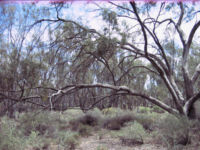 Lot 15 Edward River Road, Moulamein