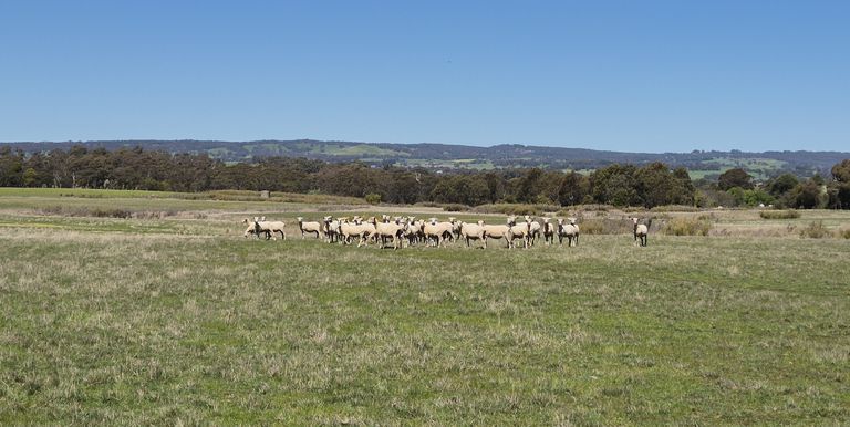 Lot 1 Longwood Ruffy Road , Ruffy