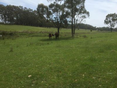 Lot 6 Ballan Daylesford Road, Korweinguboora