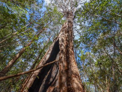 Lot 1, Link Road, Lonnavale