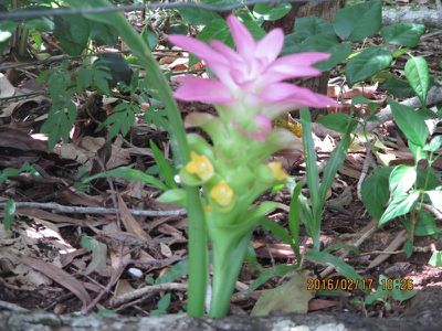 3146 Endeavour Valley Road, Cooktown