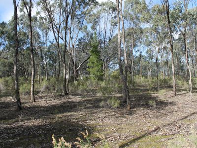 LOT 54 WARROWITUE-FOREST ROAD, Heathcote