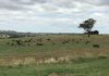 ‘Terutani’ 1097 Davys Plains Road, Cudal