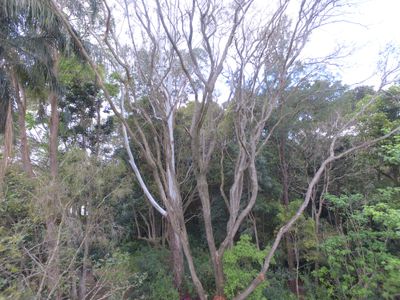 30 Palm Street, Maleny