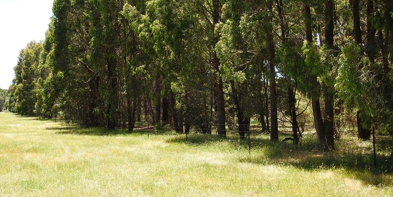 Lot 1 & 2, Bonniedoon Road Marraweeny, Strathbogie