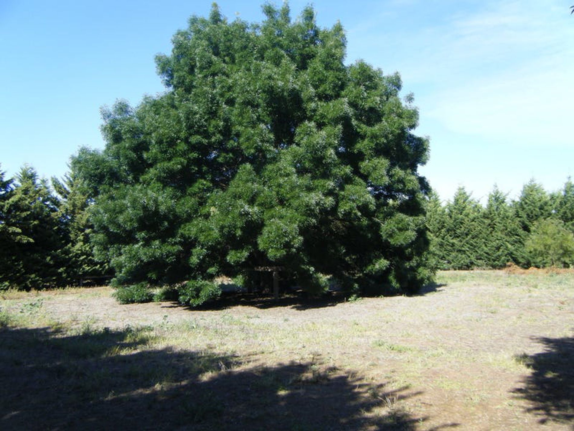 30-38 Hovell St, Avenel