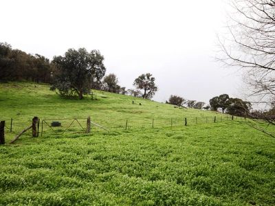 344 Taminick Gap Road, Taminick