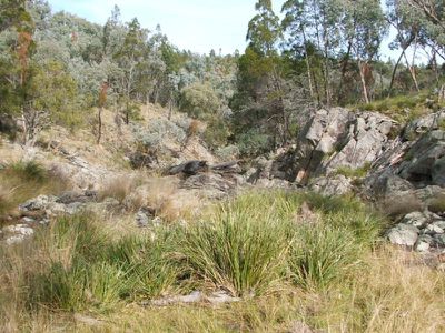 Lot 182 Reedy Creek Road, Tenterfield