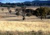 * Burrendong Way, Euchareena