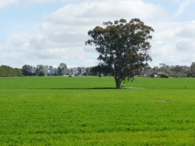 Wahgunyah-Rutherglen Road, Wahgunyah