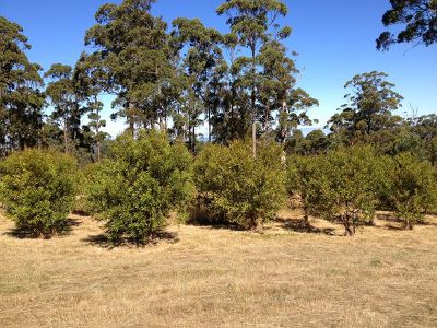 Lot 2, 49 Wills Road, Abels Bay