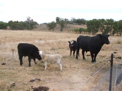 113 Summerville Road, Emmaville