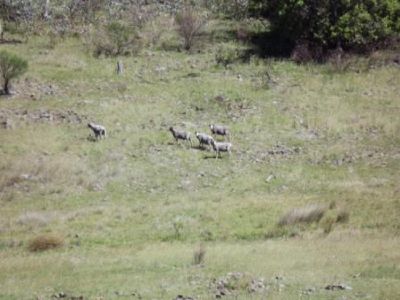 Lot 357 Schroeders Road, Emmaville
