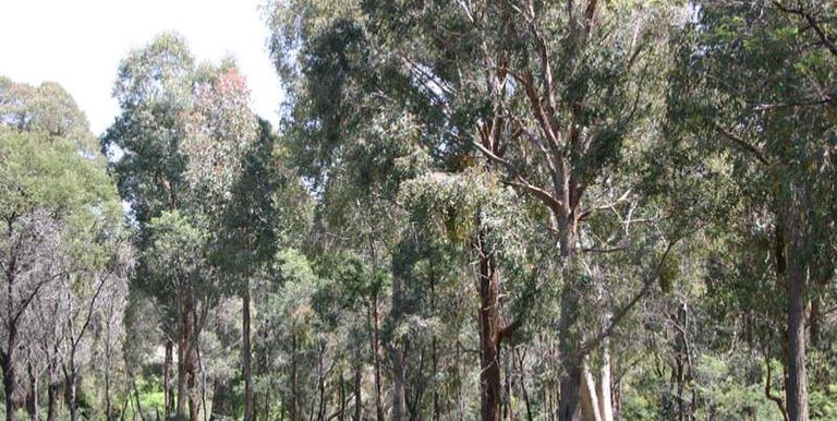 1621 Harrys Creek Road, Strathbogie