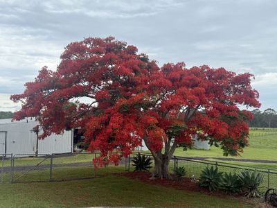 49 Beduhns Road, Haigslea