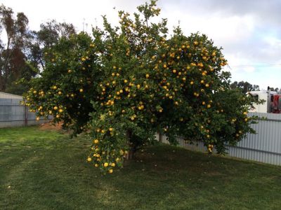 Tocumwal