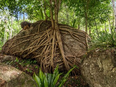 807 Left Bank Road, Mullumbimby Creek