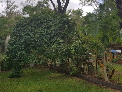 Lot 72 Palmer Road, Cooktown