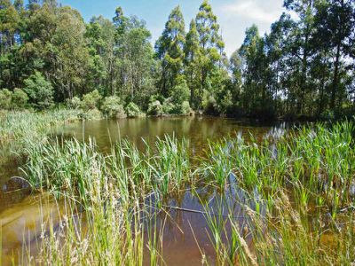 225 Umfrevilles Road, Kaoota