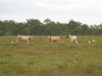 Moorland