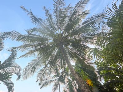 74 HOLLAND STREET, Wongaling Beach